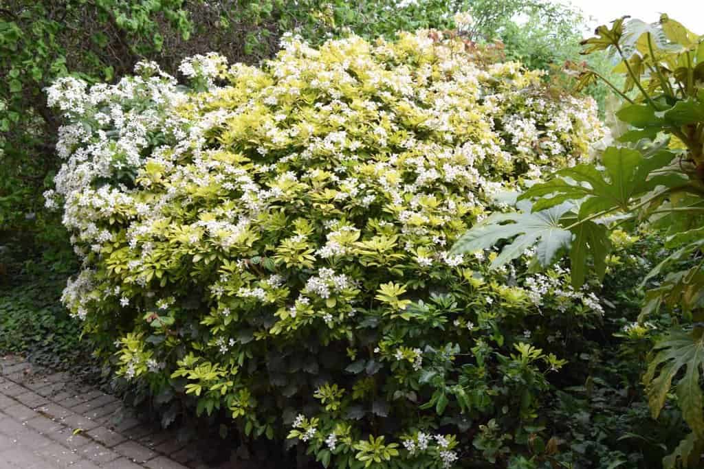 Choisya ternata Sundance 20-30 cm